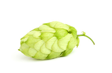 Fresh green hop.