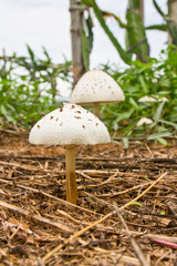 wild mushrooms on the ground