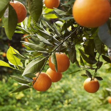 Orangenbaum