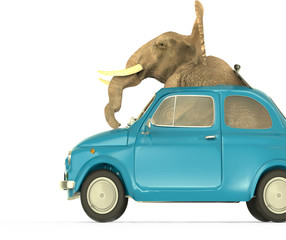 Elefante dentro coche Pequeño Italiano © Giovanni Cancemi