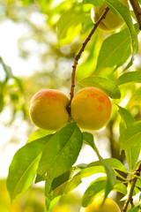 The peach, Prunus persica,