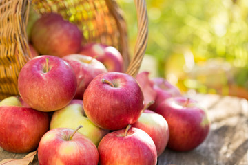 Red apples in autumn garden