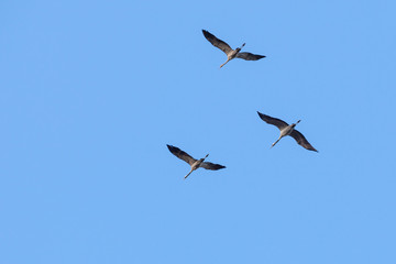 Obraz premium Tree Cranes
