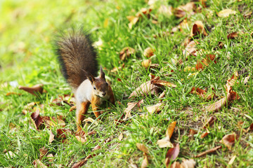 squirrel in the autumn forest