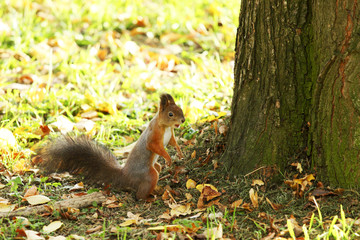 squirrel in the autumn forest