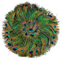 Obraz premium Peacock Feather in circle