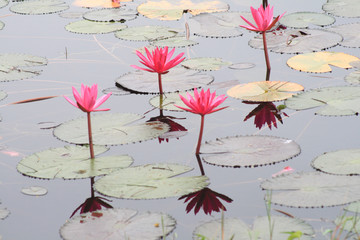 Red lotus and lotus leaf in a pond