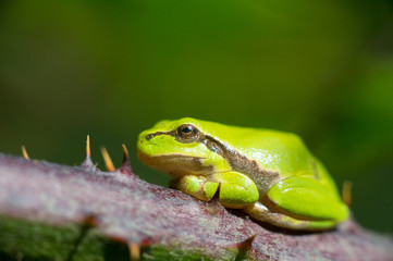 Tree frog Hyla arborea
