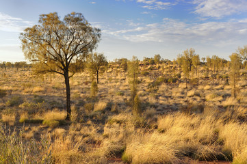Fototapeta na wymiar Australia Outback