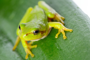 Green tree frog on the leaf close up