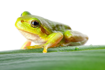 Green tree frog on the leaf close up