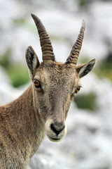 Naklejka na ściany i meble Wild alpine ibex - steinbock portrait
