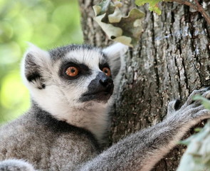 Lemur catta (maki) of Madagascar