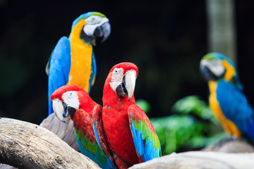 Blue-and-red macaw