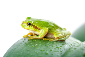 Green tree frog on the leaf close up