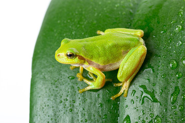 Green tree frog on the leaf close up