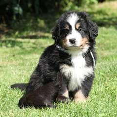 Bernese Mountain Dog puppy