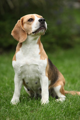 Nice beagle bitch sitting