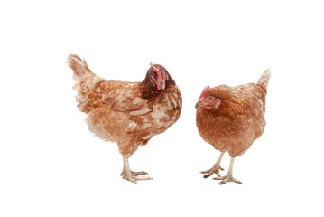 Image of two battery hens, now rescued and domestic pets.