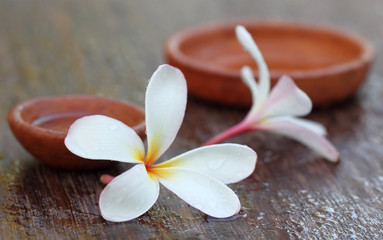 Water soaked Plumeria with brown pottery