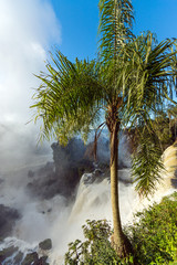 Palm tree and waterfall