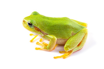 Green tree frog close up over white background