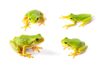 Green tree frogs close up over white background