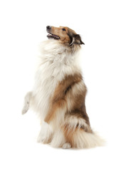 Rough Collie