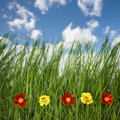 Green grass and flowers.