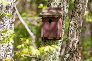 An old brown painted bird house on a tree