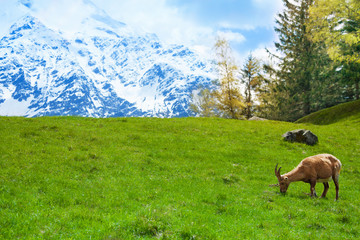 Ibex on a mountain pasture