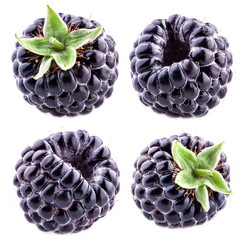 Blackberry on white background. Collection