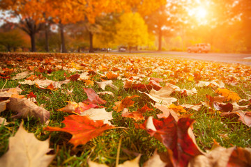 Feuilles d& 39 automne jaunes, oranges et rouges dans le parc d& 39 automne.