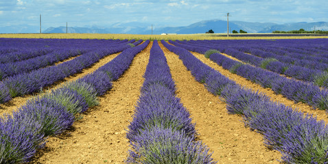 Plateau de Valensole (Provence), lavender