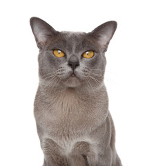Burmese cat