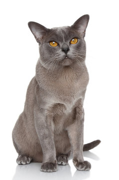 Burmese Cat Portrait