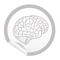 brain model on sticker icon web button. EPS10 illustration