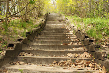 Stairway to jungle