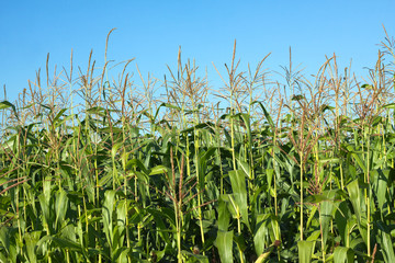 Fototapeta premium Field with grows corn under clear blue sky in summer