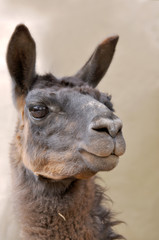 Llama. Andes of central Ecuador