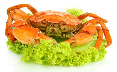 Boiled crab isolated on white