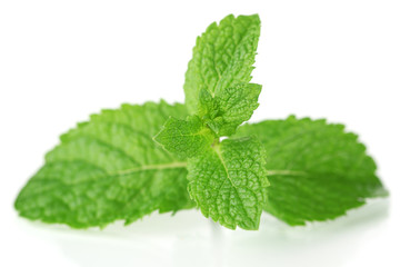 Mint isolated on white