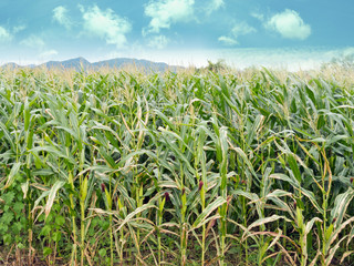 Obraz premium corn field