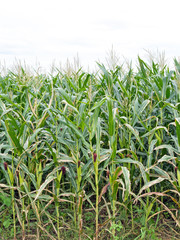Obraz premium cornfield