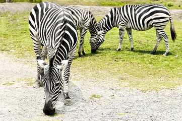 Fototapeta na wymiar Zebra eating grass in the zoo