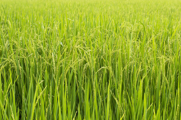 paddy rice in rice field