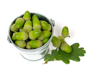 acorn in a metallic bucket isolated on white