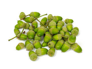 acorns isolated on white
