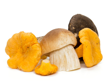 beautiful eadible mushrooms