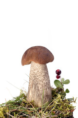гриб с природной почвой на белом фоне